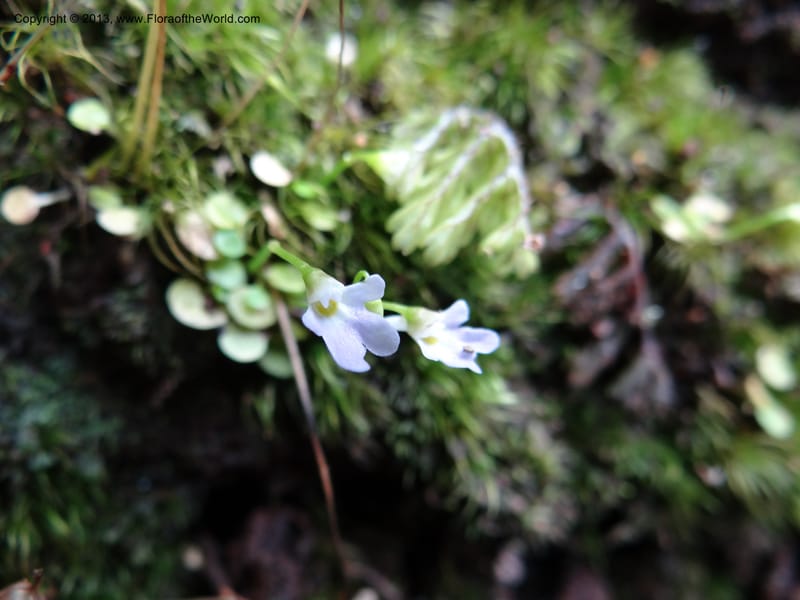 Utricularia, VC 5533--Thailand. Chiang Mai Prov. Doi Pha Hom Pok Nat. Park. 10 Nov 2012. DSC08349 (122).JPG