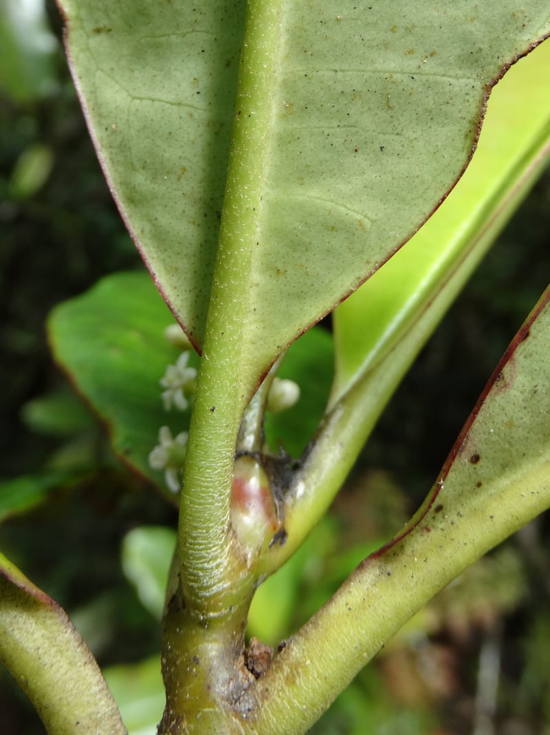Quintinia major, Lowry, P 7373--New Caledonia. Mont Dzumac. 12 Nov 2015. DSC01563 (272).JPG