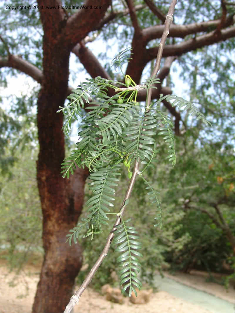 Bursera morelensis, 1507 C--MX. Oaxaca. Oaxaca. Jardin Etnobotanico. 5 Aug 2007. 412.jpg