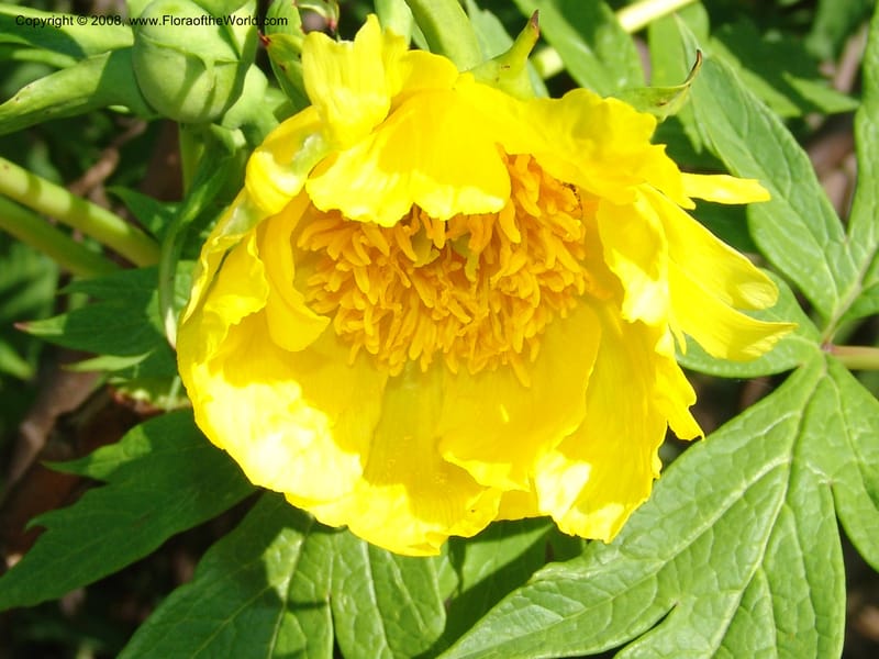 Paeonia lutea--France. Nancy. Jard. Bot. Montet. 1 May 05. 051.jpg
