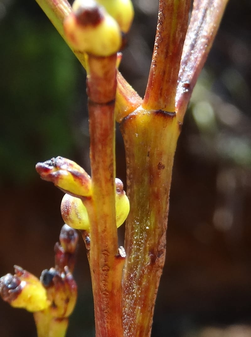 Polyscias, Lowry, P 7417--New Caledonia. PinPin. 20 Nov 2015. DSC03938 (176).JPG