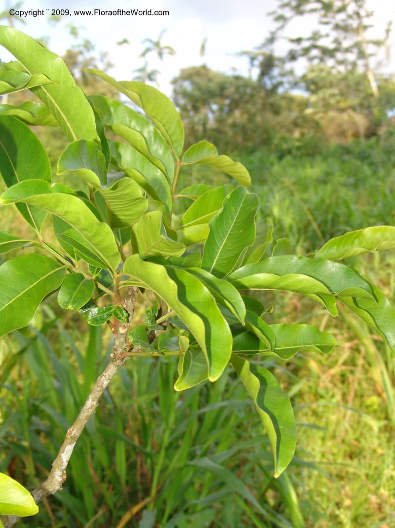 Zanthoxylum, DNeill15865--Ecuador. Zam. Ch. Rio Wawaime Val. 19 Sep 07. 066.jpg