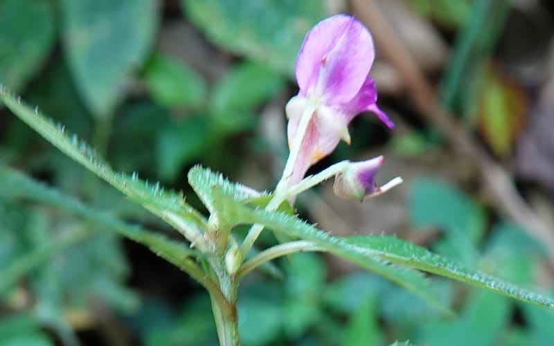 Impatiens bannaensis, D. Boufford 44157--China. Yunnan. Bu Long Shan. 6 May 2018. DSC02824 (272).JPG