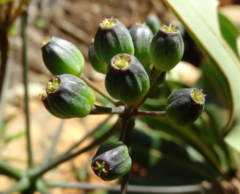 Plerandra polydactylis, Lowry, P 7420--New Caledonia. PinPin. 20 Nov 2015. DSC03938 (110).JPG