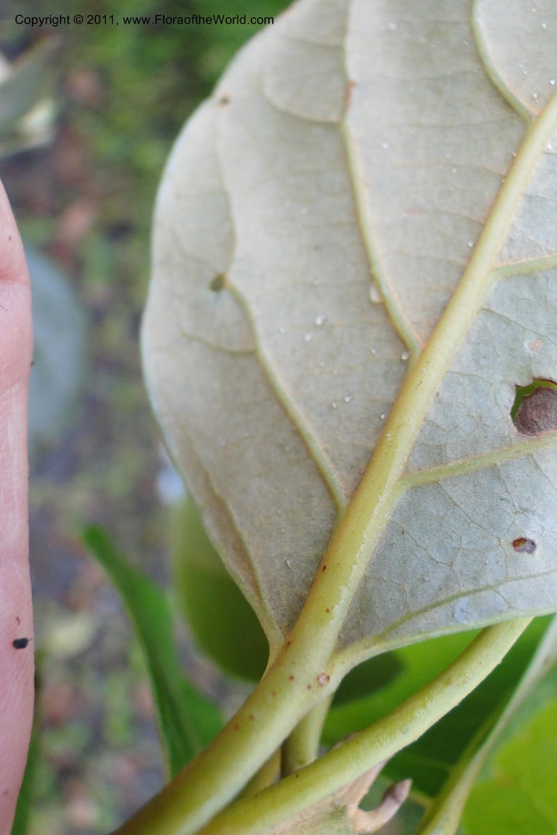 Endiandra, J. Munzinger 6507--Fiji. Area of Monasavu Dam I. 9 Feb 2011. 402 (36).jpg