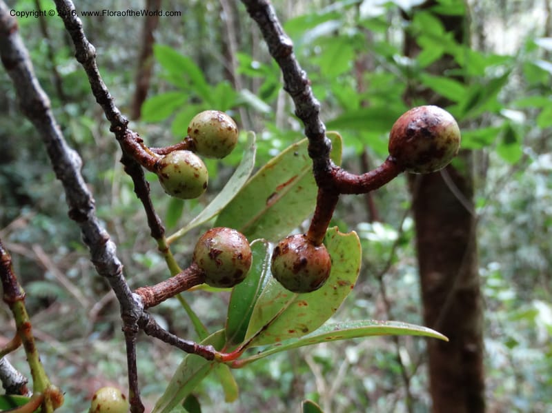 Austrobuxus, Davidson, C 12732--Sabah. Mt. Kinabalu. Bundu Tuhan Trail. 11 Oct 2014. DSC04133 (5).JPG