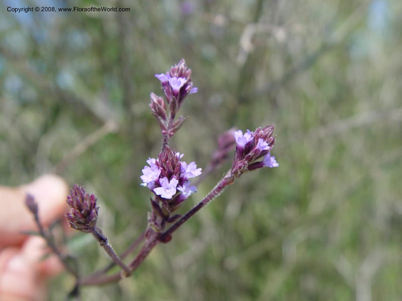Verbena littoralis, 1999.01160--Spain. Barcelona Botanic Garden. 21 Apr 04. 163.jpg