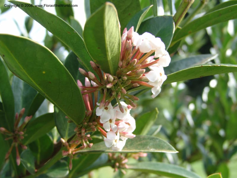 Acokanthera oppositifolia--Kenya. Brooks Bond Tea Estate, Kericho. 10 Jul 04. 162.jpg