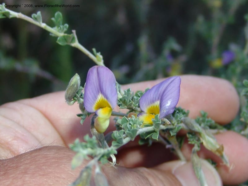 Lotononis sericophylla--So.Africa. E. Cape. Joubert's Pass, SE of Lady Gray. 9 Mch 05. 282.jpg