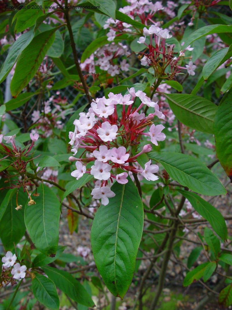 Luculia gratissima. 54.1342--CA. UC Berkeley Bot. Gard. 11 Feb 03. 032.jpg