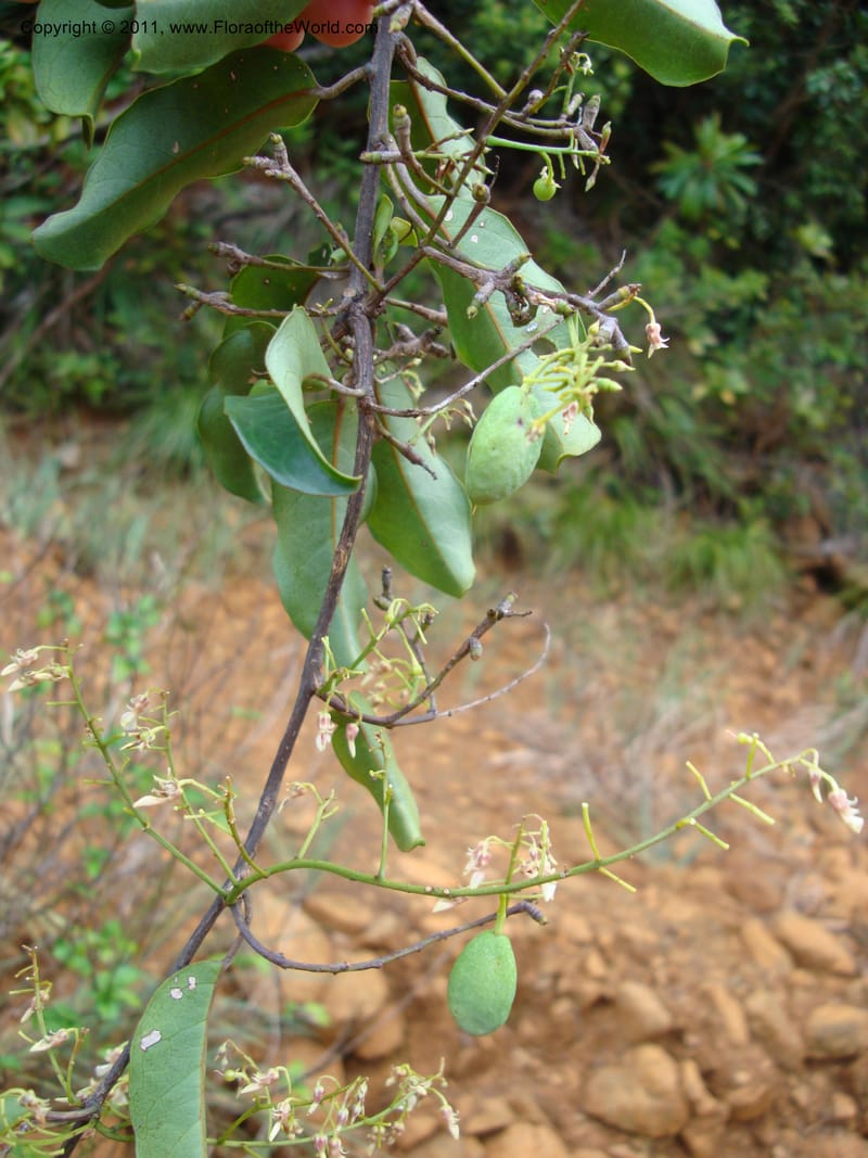 Agatea longipedicellata,  Munzinger, J 4841--New Caledonia, Prov S, Kwe Bwinyi River 18 Nov 2007,  005 (15).jpg
