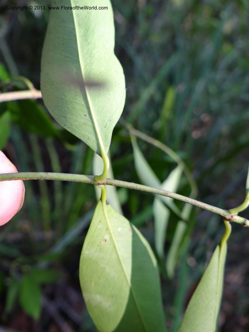 Garcinia, VC 5670--Thailand. Trang. Peninsula Bot. Gard. Thungkhai. 17 Nov 2012. DSC00231 (58).JPG
