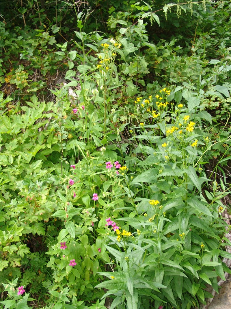 Senecio triangularis, CDavidson11114--ID. Adams Co. For. Serv. Rd. 453, to Goose Lk. 20 Jul 07. 128.jpg