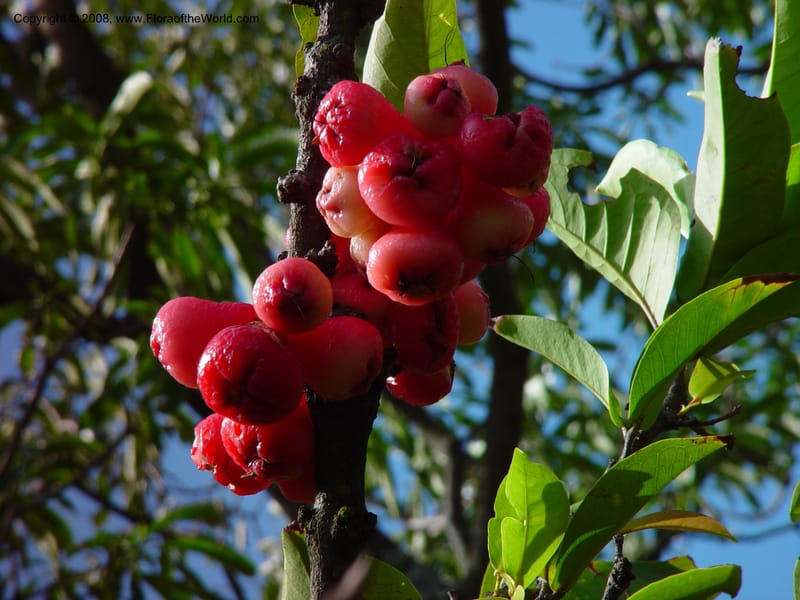 Syzygium samarangense--So. Africa. Durban Botanic Garden. 24 Nov 02. 024.jpg