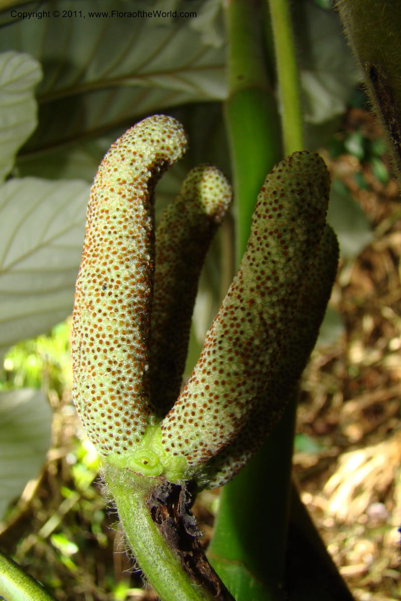Cecropia peltata, Phillipson 6117--Madagascar. Prov. Fianarantsoa. Manombo Nat. Park. 13 Jan 09. 077 (24).jpg