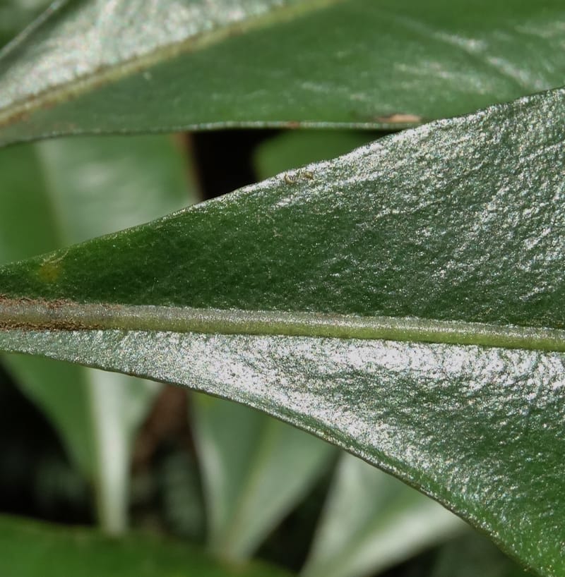 Pittosporum, Bruy, D 117--New Caledonia. Haute Robinson. 11 Nov. 2015. DSC00909 (180).JPG