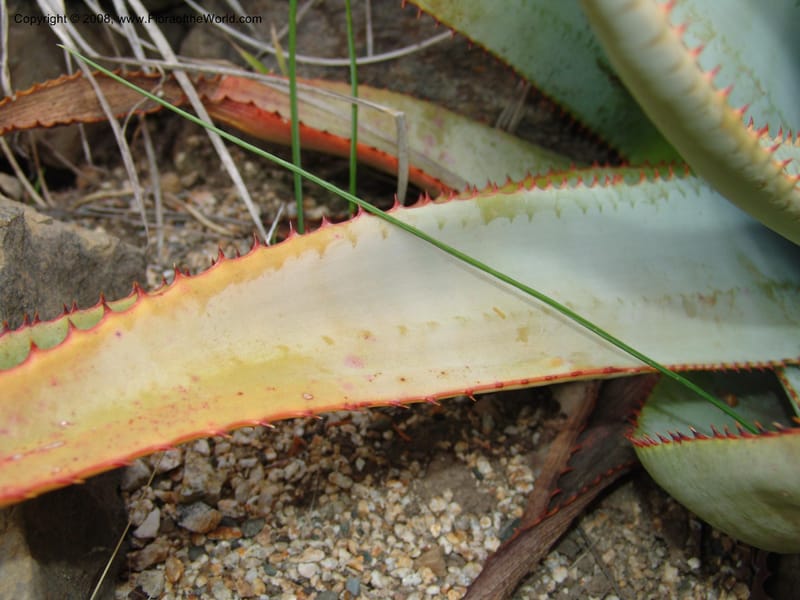 Aloe suprafoliata, 50.1228--CA. UC Berkeley Bot. Garden. 8 Dec 06. 085.jpg