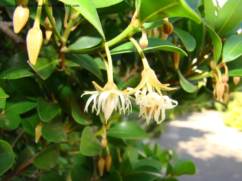 Mimusops obovata--Australia. Royal Botanic Garden, Melbourne. 19-20 Mch 08. 163.jpg