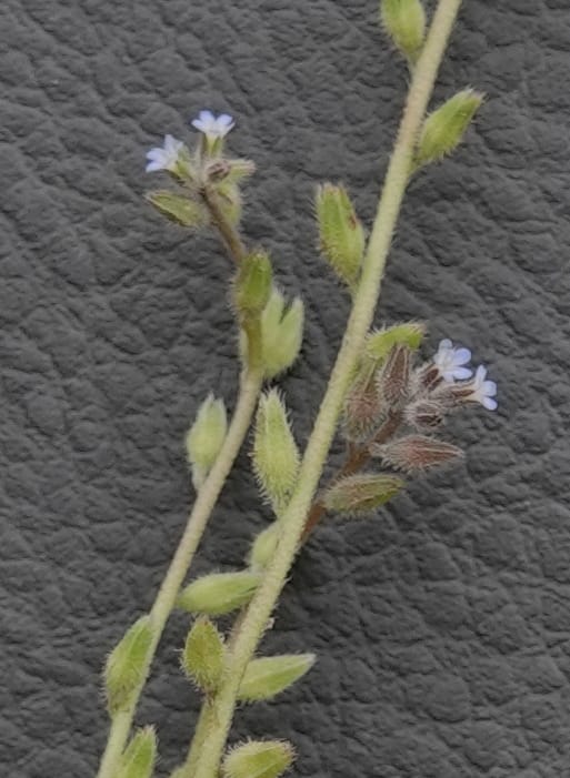 Myosotis stricta, C. Davidson 13755--Oregon. Wallowa Co. Zumwalt.Trail Cr. Rd. 4 Jun 2018. DSC04078 (201).JPG