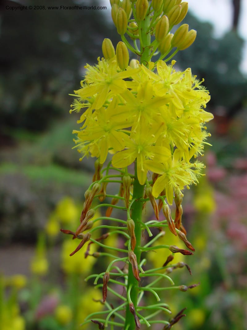 Bulbine latifolia, 29163--CA. Huntington Bot. Gard. 14 Feb 03. 043.jpg
