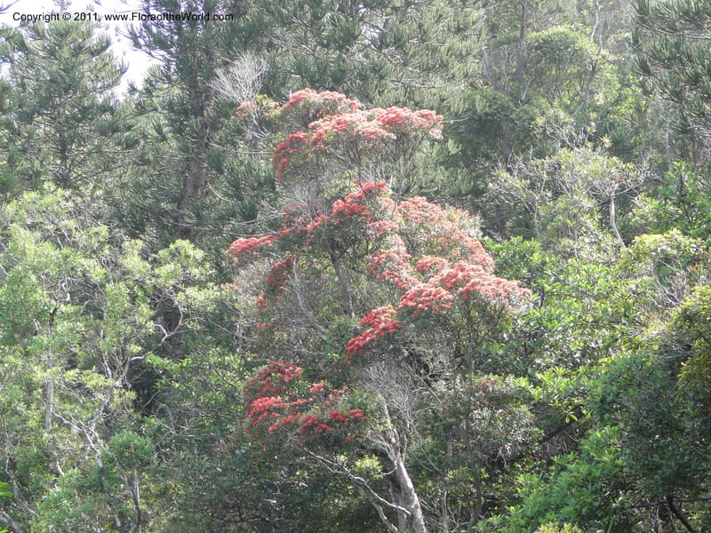 Metrosideros nitida, M. Callmander 807--New Caledonia. Mont Dore. 20 Jan 2010. 1204.JPG