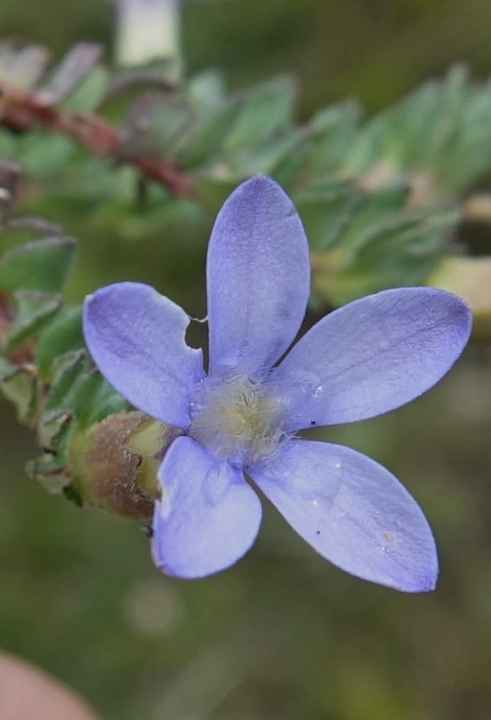 Cyananthus incanus, D. Boufford 44022--China. Sichuan. Daocheng Xian. 14 Aug 2017. DSC05676 (232).JPG