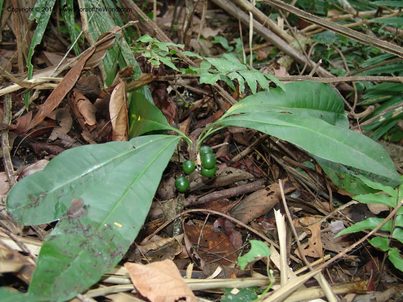 Clavija, Farfan 692--Peru. Edo. Madre de Dios. ACEER Res. Ctr. Pan de Arbol Trail. 19 Oct 05. 087 (7).jpg