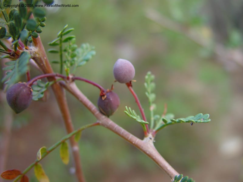Bursera microphylla--CA. The Living Desert Zoo & Gardens, Palm Desert. 15 Feb 03. 002.jpg