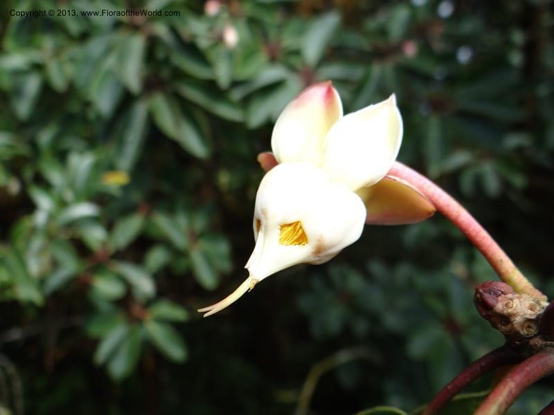 Anneslea fragrans, VC 5499--Thailand. Chiang Mai. Doi Inthanon Nat. Park. 8 Nov 2012. DSC07747 (135).JPG