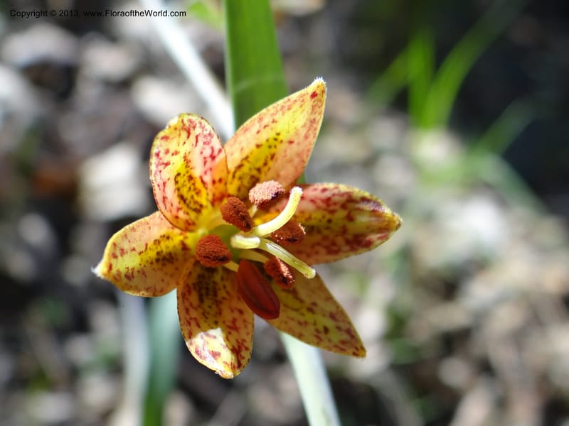 Fritillaria atropurpurea, Davidson, C 12131--USA, California, Nevada Co. 19 Apr 2013  0079 (21).JPG
