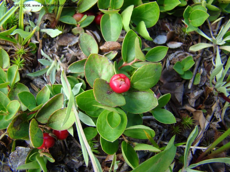 Gaultheria humifusa, CDavidson11280--ID. Idaho Co. Granite Lake. 25 Aug 08. 046.jpg