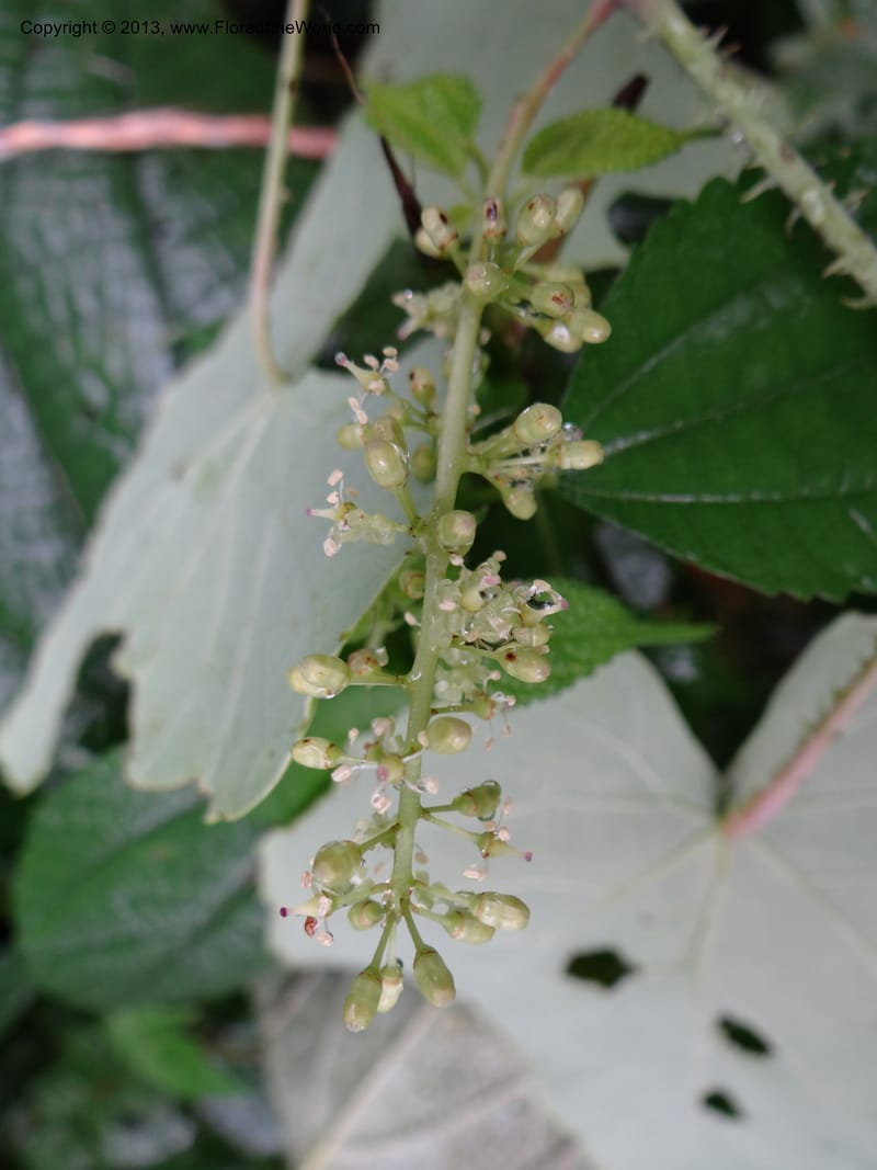 Vitis davidii, Davidson, C 12012--China. Anhui Prov. Huang Shan. 6 Jun 2012. DSC01928 (43).JPG