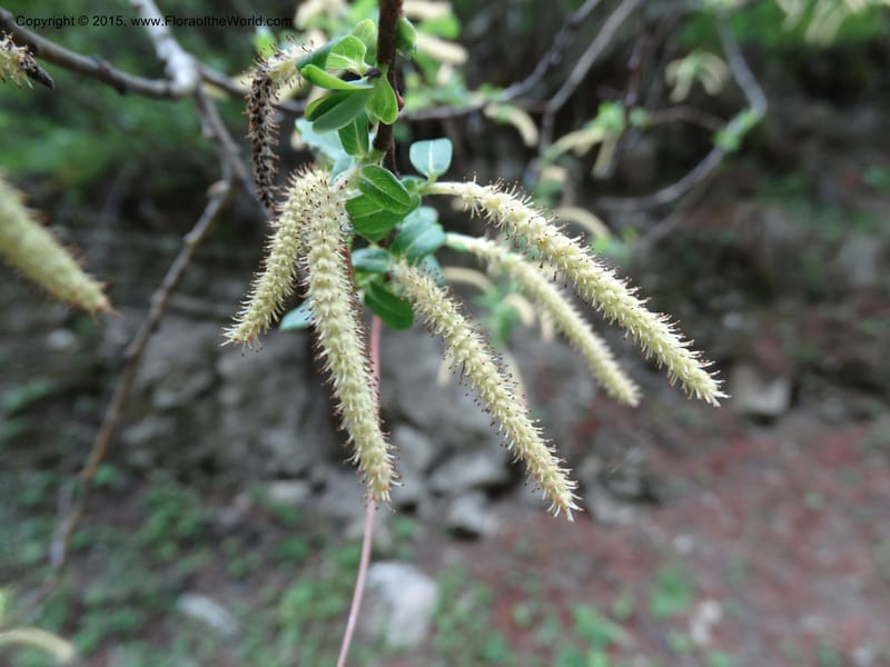 Salix, Boufford, D 43734--China. Sichuan. XinZhaZi Gou. 14 May 2014. DSC06426 (129).JPG