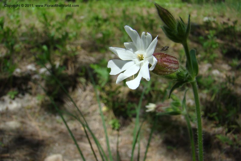 Silene scouleri, C. Davidson 11399--Idaho. Idaho Co. Salmon River. Shepp Ranch. 28 May 2009. 064.jpg