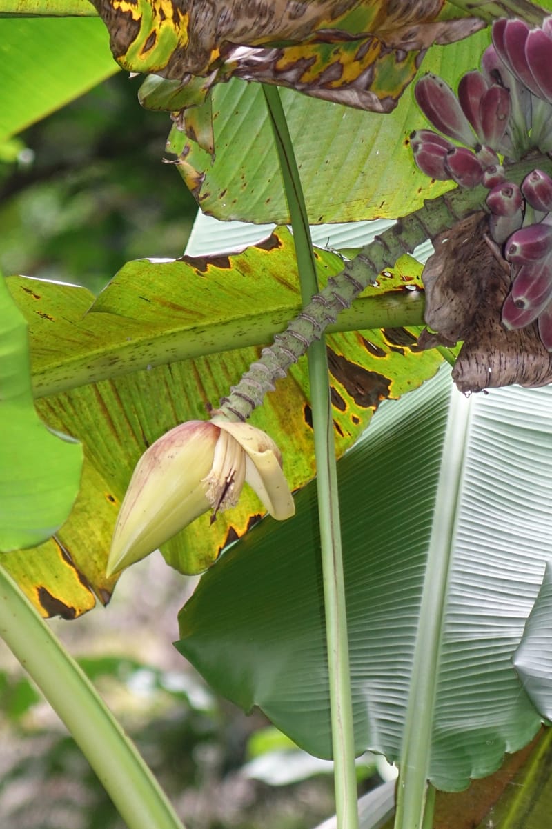 Musa formosana, Chung Kuo-Fang 3351--Taiwan. Wulai Distr. Wulai village. Hsing Hsian Trail. 19 May 2016. DSC03046 (127).JPG