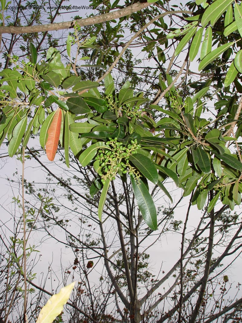 Protorhus longifolia--So. Africa. Zululand.  Hluhluwe Game Res.  Hilltop Ldg. 30 Sep 03. 013.jpg