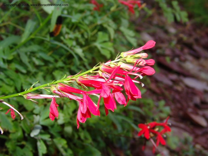 Lobelia cardinalis--AZ Coconino Co. Oak Cr.Canyon. W.ForkTrail 108. 4 Sep 04. 018.jpg