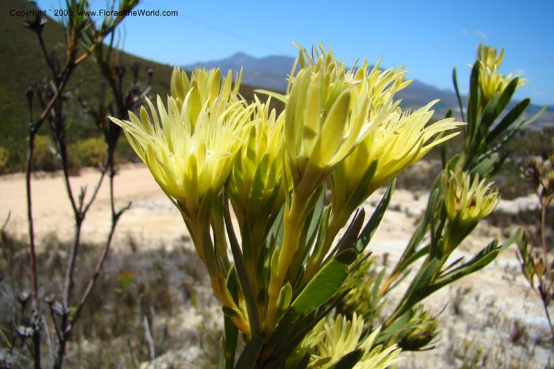 Aulax umbellata, Z. Rogers 1250--So. Africa. W. Cape. Grabouw to Kleinmond. 19 Jan 2009. 046.jpg