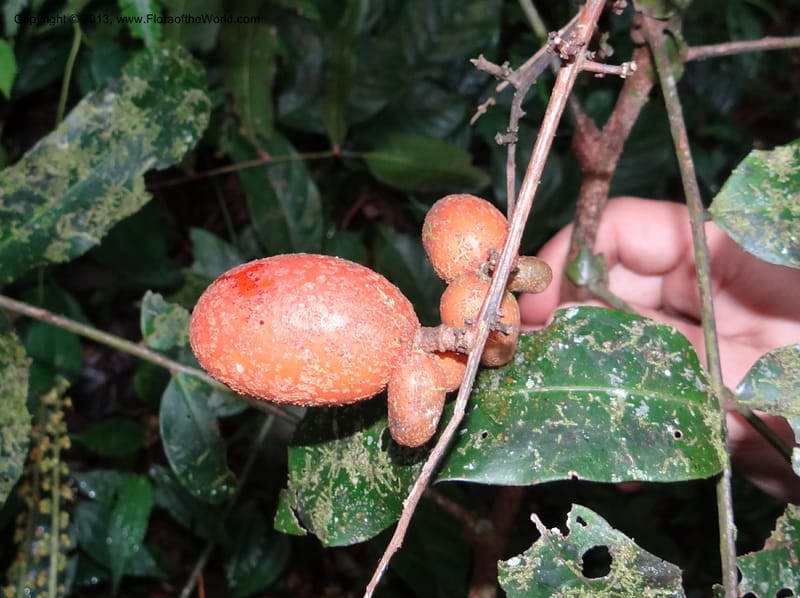 Lepisanthes, Buerki 327--Malaysia, Sabah. Mt. Kinabalu. 5 Apr 2012. DSC06767 (154).JPG