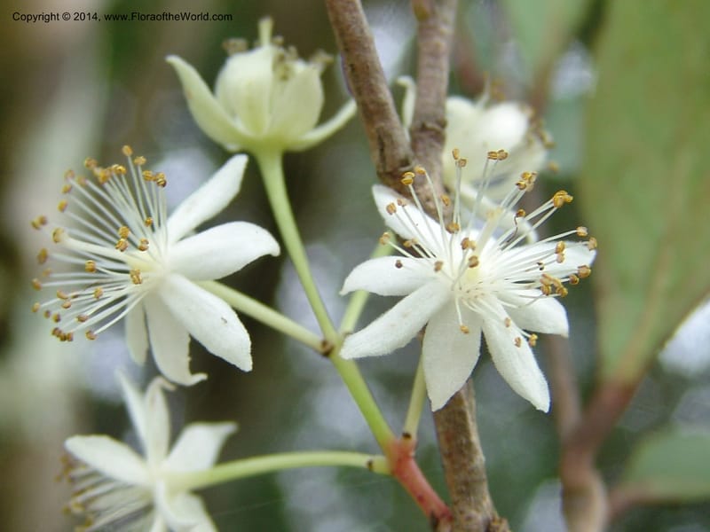 Pseudoscolopia polyantha--So.Africa. E. Cape. Umtamvuna Nat. Res. 11 Mch 05. 114.jpg