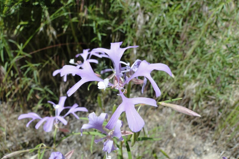 Clarkia pulchella, C. Davidson 11854--Oregon. Malheur Co. Leslie Gulch. 30 June 2011. 249 (4).jpg
