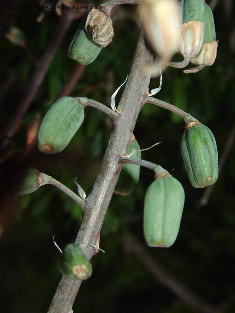 Gasteria bicolor--So.Africa. E. Cape. Uitenhage Nat. Res. 6 Mch 05. 220.jpg
