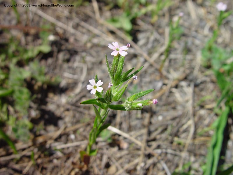 Microsteris gracilis, CDavidson10982--ID. Valley Co. Payette Lake. 12 Jun 03. 049.jpg