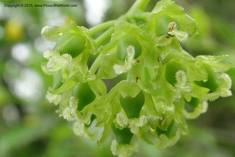 Heterosmilax, Regalado 1772--Viet Nam. Ban Khoang Commune. 4 May 2011. 080 (14).jpg
