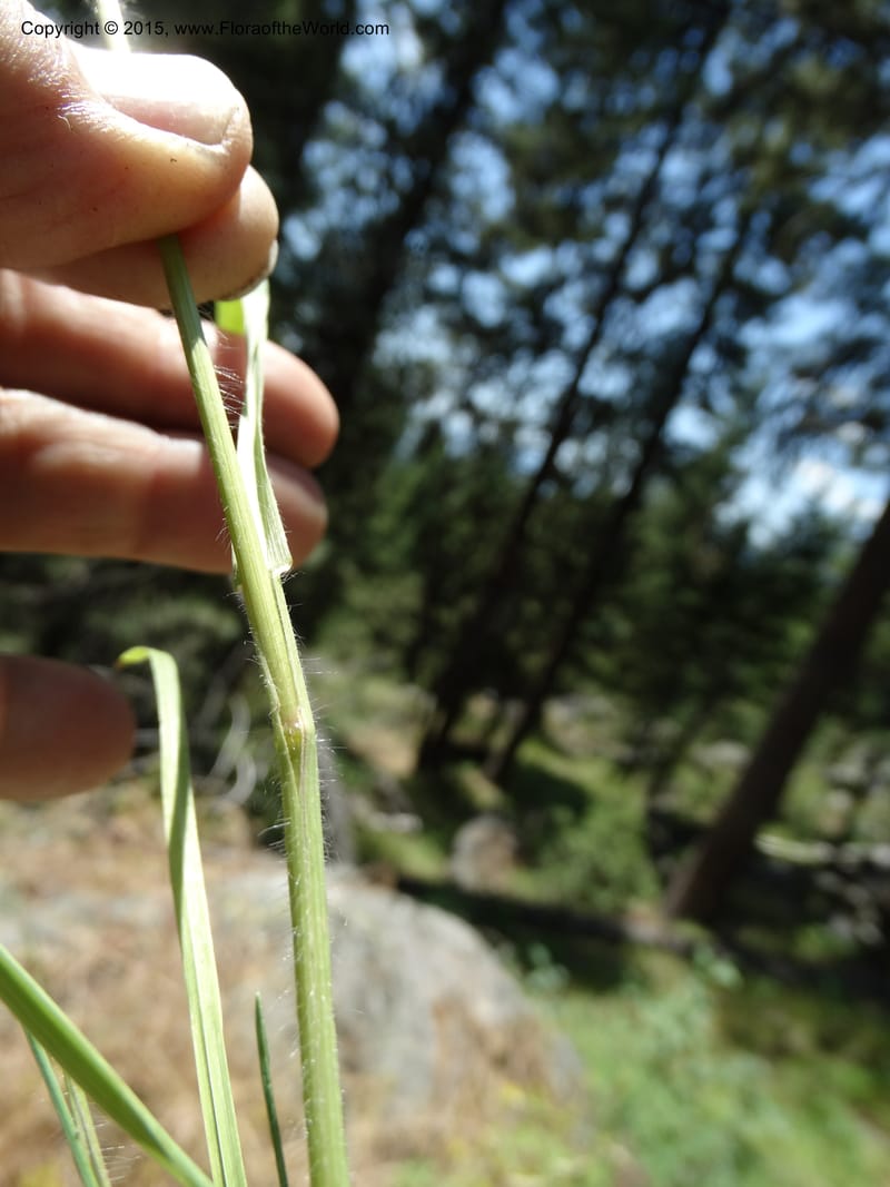 Bromus anomalus, Davidson, C 12563--Idaho. Valley Co. Payette Lake. Sylvan Beach. 12 Jul 2014. DSC09429 (156).JPG