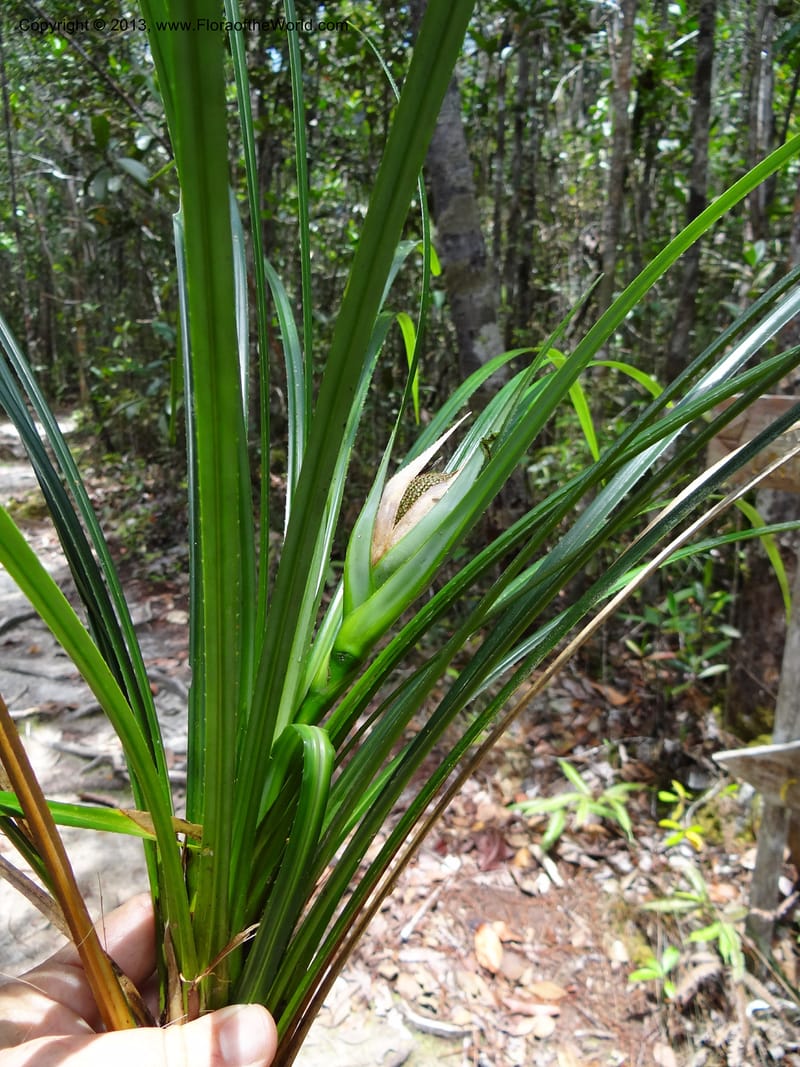 Pandanus dorystigma, Callmander 1015--Malaysia, Sarawak. Bako Nat. Park. Lintang Trail. 30 Mar 2012.  NDSC06186 (131).JPG