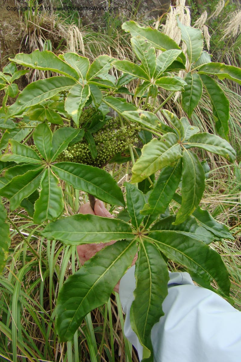 Schefflera digitata, C. Gemmill 720--New Zealand. N. Island. Mt. Te Aroha. 13 Jan 2010. 058 (9).jpg