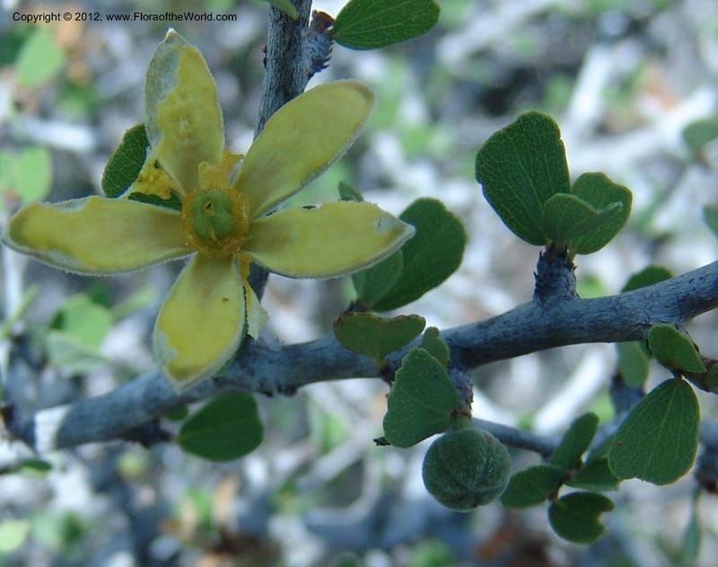 Grewia geayi, Ranaivojaona, R 1339-Madagascar 029.jpg