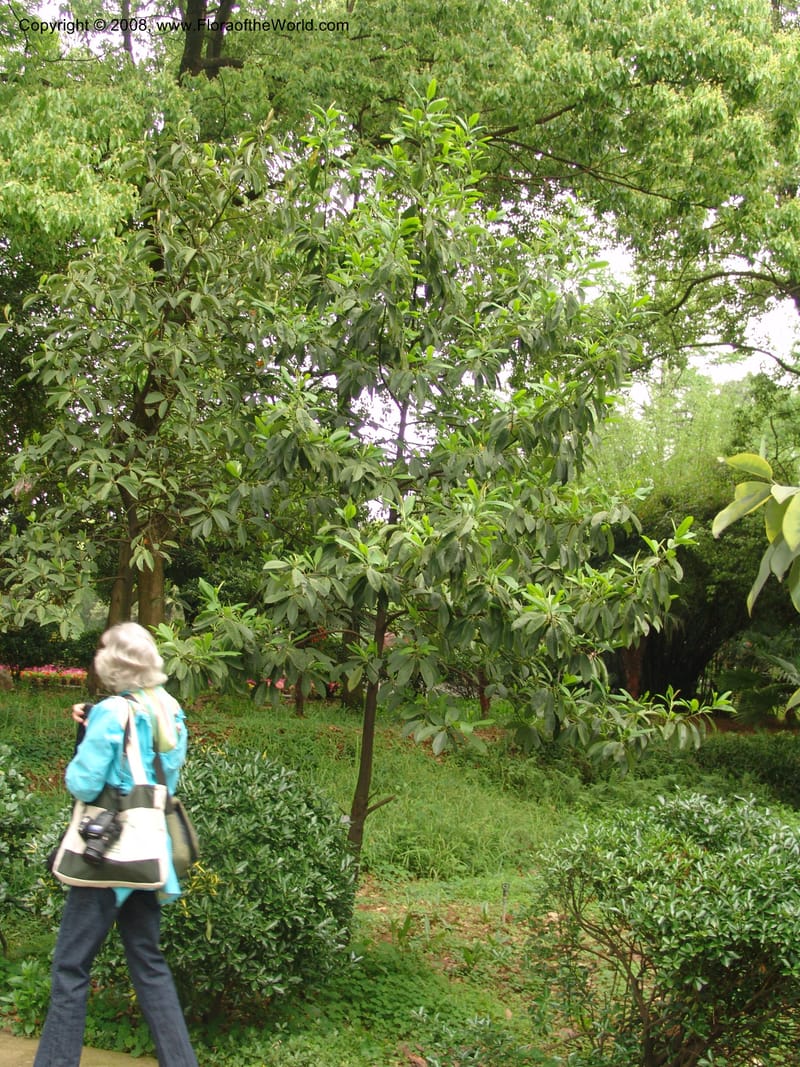 Michelia--China. Hubei. Wuhan Botanical Garden. 24 Apr 07. 043.jpg