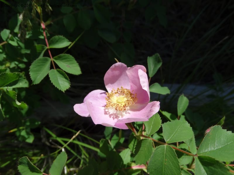 Rosa nutkana, Davidson, C 12515--Idaho. Valley Co. Payette Lake, Sylvan Beach. 18 Jun 2014. DSC09162 (2).JPG